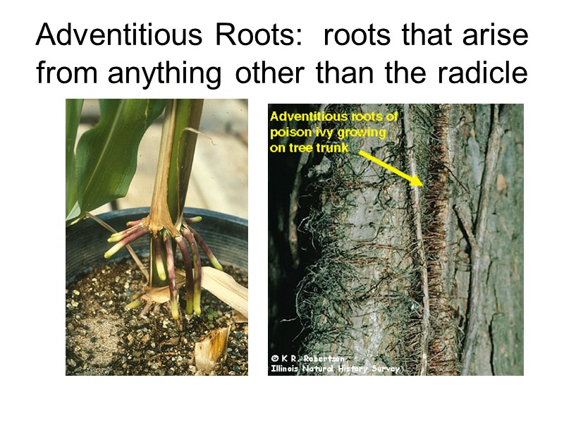 Adventitious Roots:  roots that arise from anything other than the radicle
